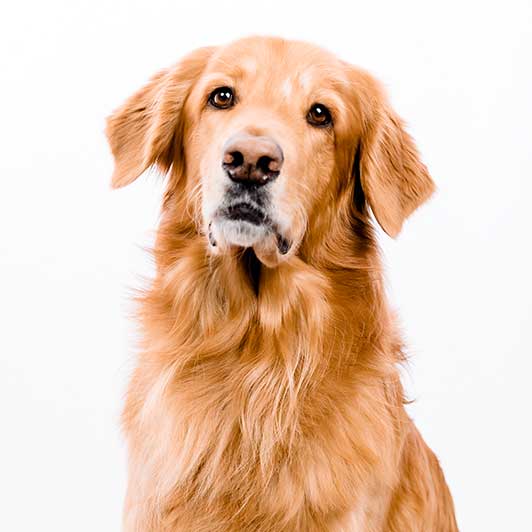 Bild von Bürohund Ben